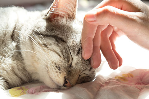 Pet Care Packaging
