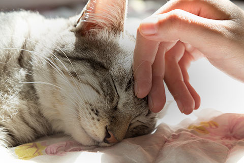 Pet Care